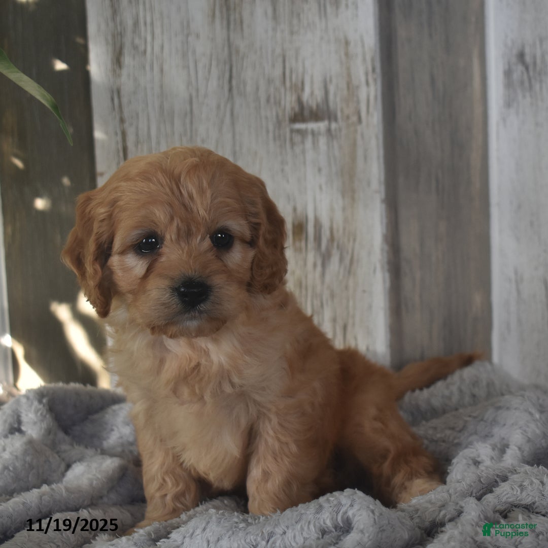 Cavapoo dogs for sale: Jimmy - Ad 6