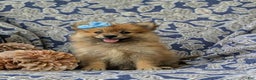 Pomeranian dogs for sale: MacDuff Genetic Testing 9 lbs Full Grown - Ad 18