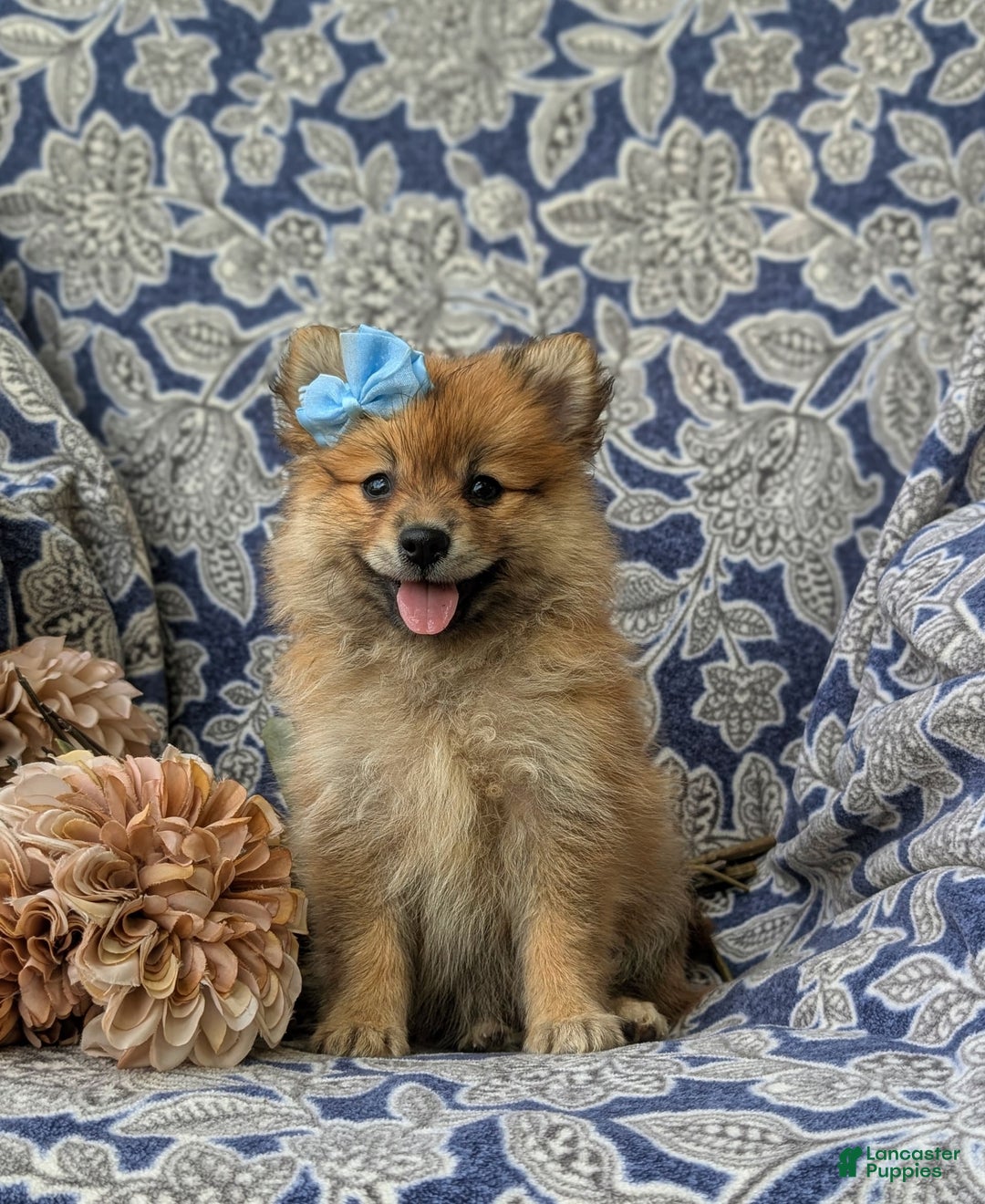 Pomeranian dogs for sale: MacDuff Genetic Testing 9 lbs Full Grown - Ad 18