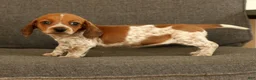 Miniature Dachshund dogs for sale: Bella - Ad 7