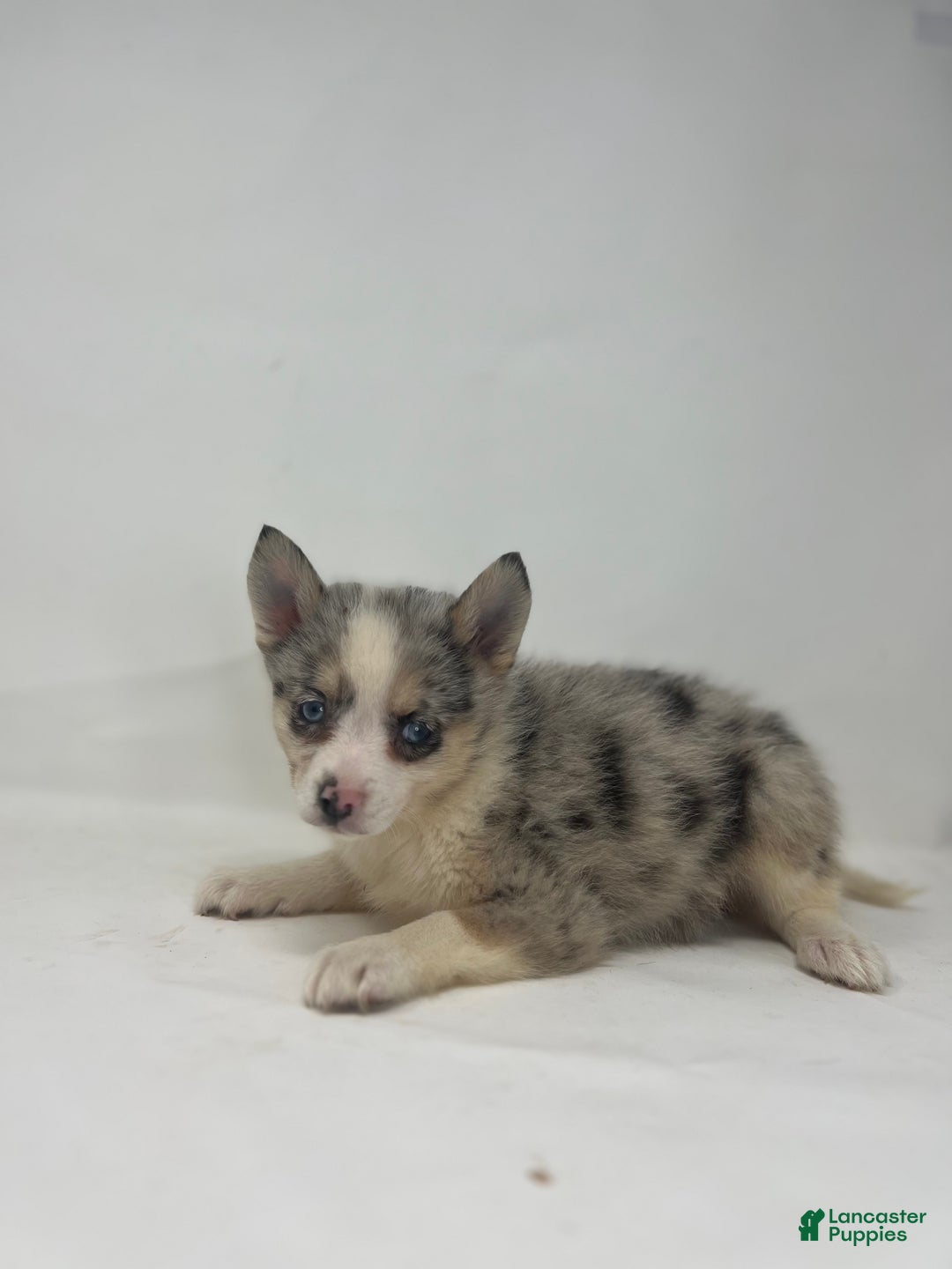 Pomsky dogs for sale: Trixie - Ad 3