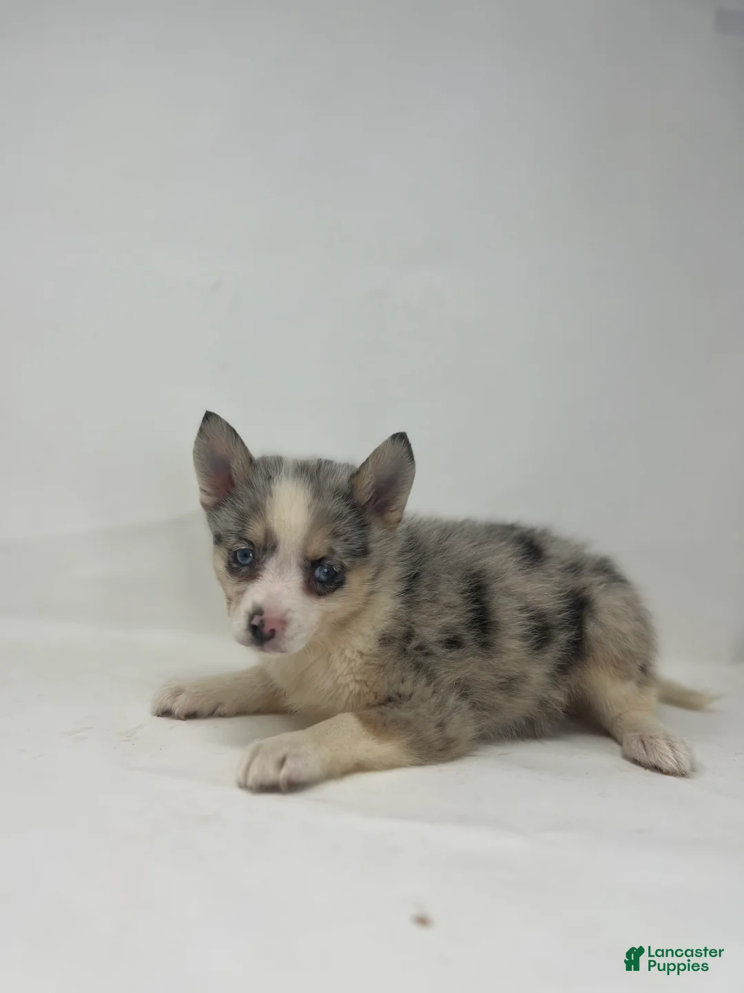 Pomsky dogs for sale: Trixie - Ad 3