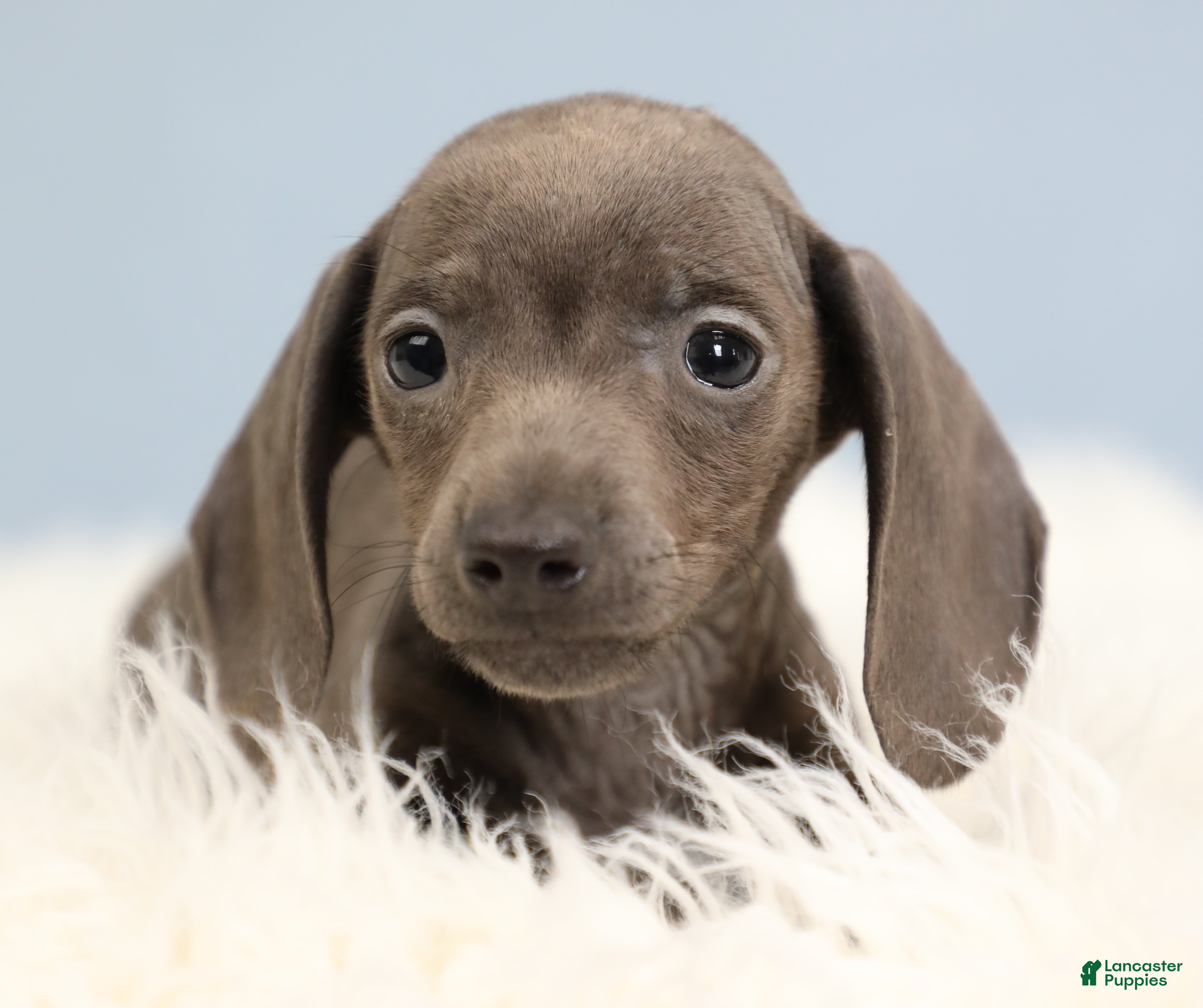 Miniature Dachshund dogs for sale: Beckett 🥏 - Ad 1