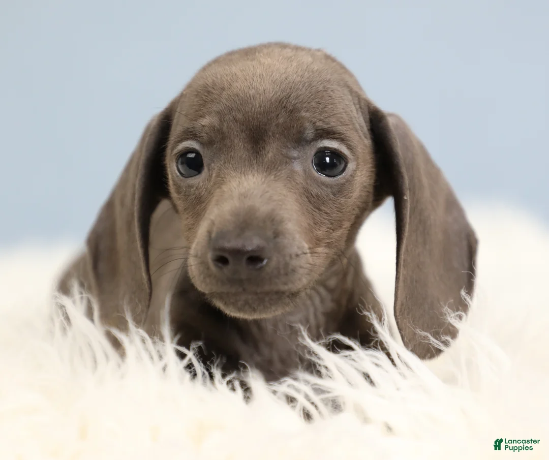 Miniature Dachshund dogs for sale: Beckett 🥏 - Ad 1