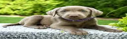 Labrador Retriever dogs for sale: River - Ad 5