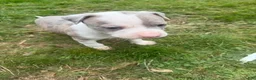 Mixed Breed dogs for sale: Mixed Breed 5 - Ad 6