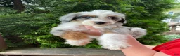 Aussiedoodle dogs for sale: Aussiedoodle 1 - Ad 3