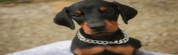 Doberman Pinscher dogs for sale: Isadora - Ad 6