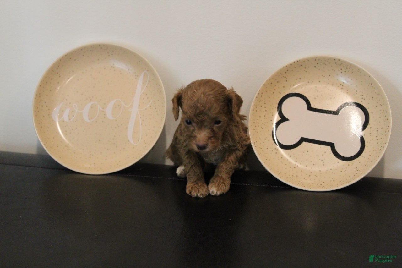 Mixed Breed dogs Red Abstract Female - Ad 2