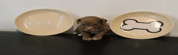 Mixed Breed dogs for sale: Red Abstract Female - Ad 2