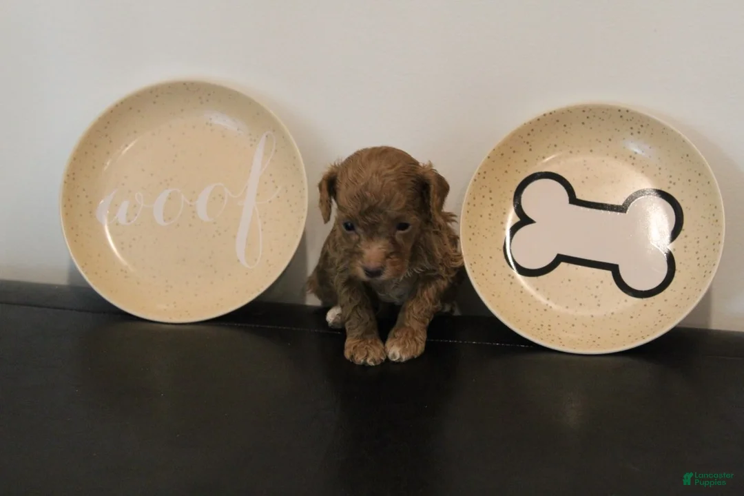 Mixed Breed dogs for sale: Red Abstract Female - Ad 2