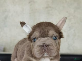 French Bulldog dogs - Ad 35