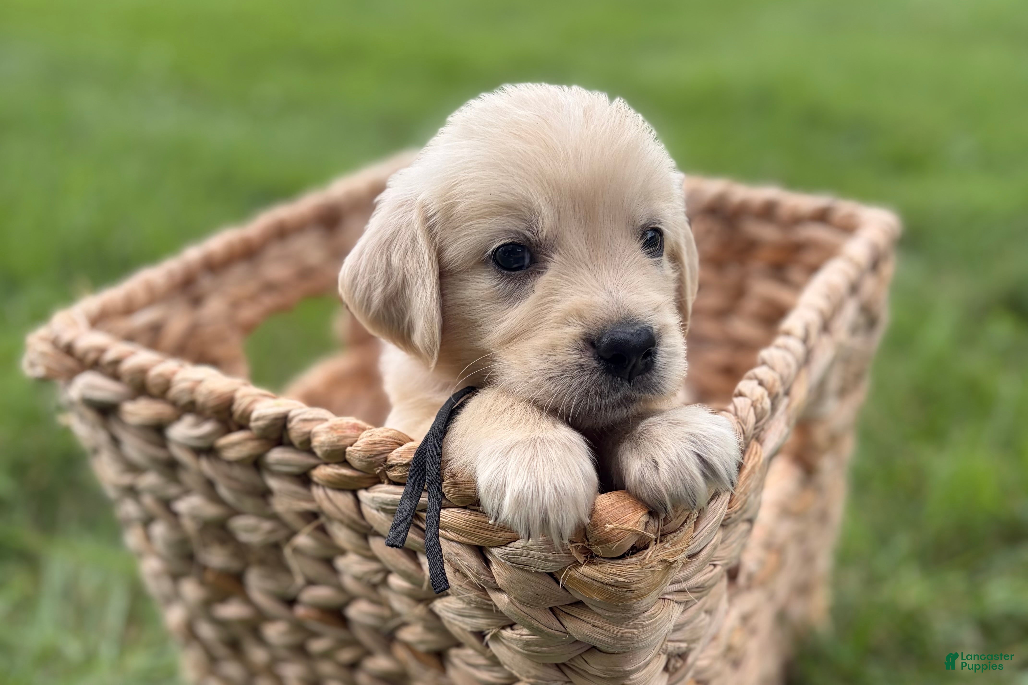 Golden Retriever dogs Black - Ad 1