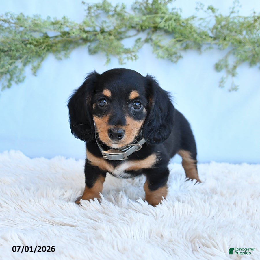Miniature Dachshund dogs Rhonda - Ad 2