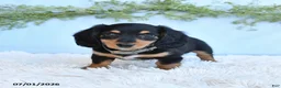 Miniature Dachshund dogs for sale: Rhonda - Ad 2