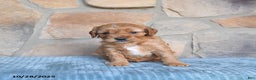 Cavapoo dogs for sale: Forest - Ad 7