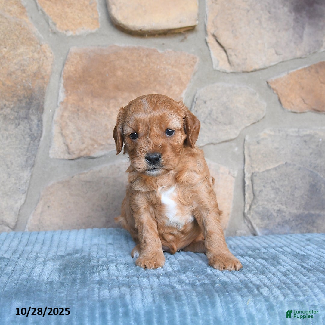 Cavapoo dogs for sale: Forest - Ad 7