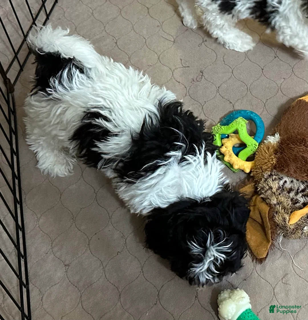 Shihpoo dogs for sale: Shihpoo Puppy 1 - Ad 5