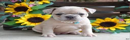 French Bulldog dogs for sale: Roxy - Ad 2