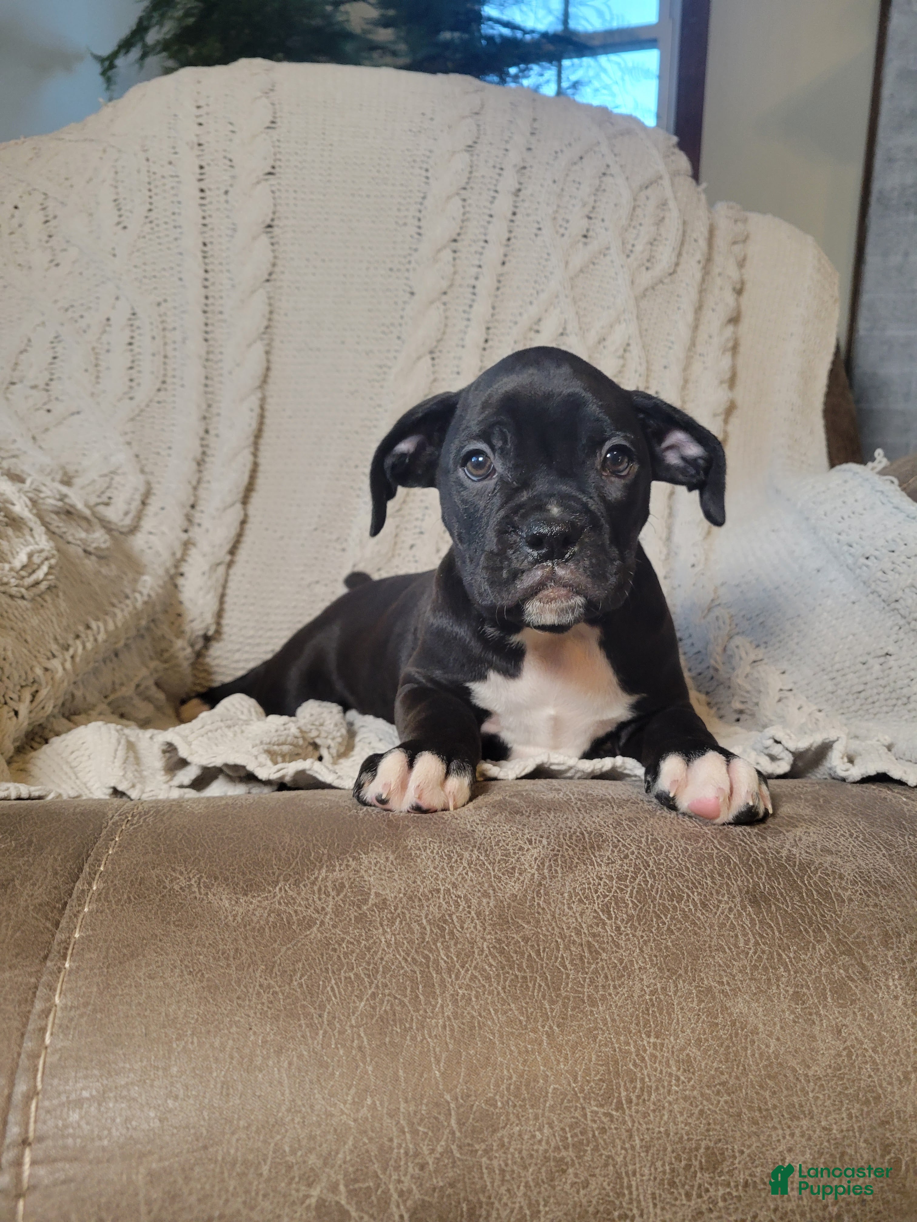 Boxer dogs Percy - Ad 36