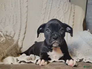 Boxer dogs Percy - Ad 6