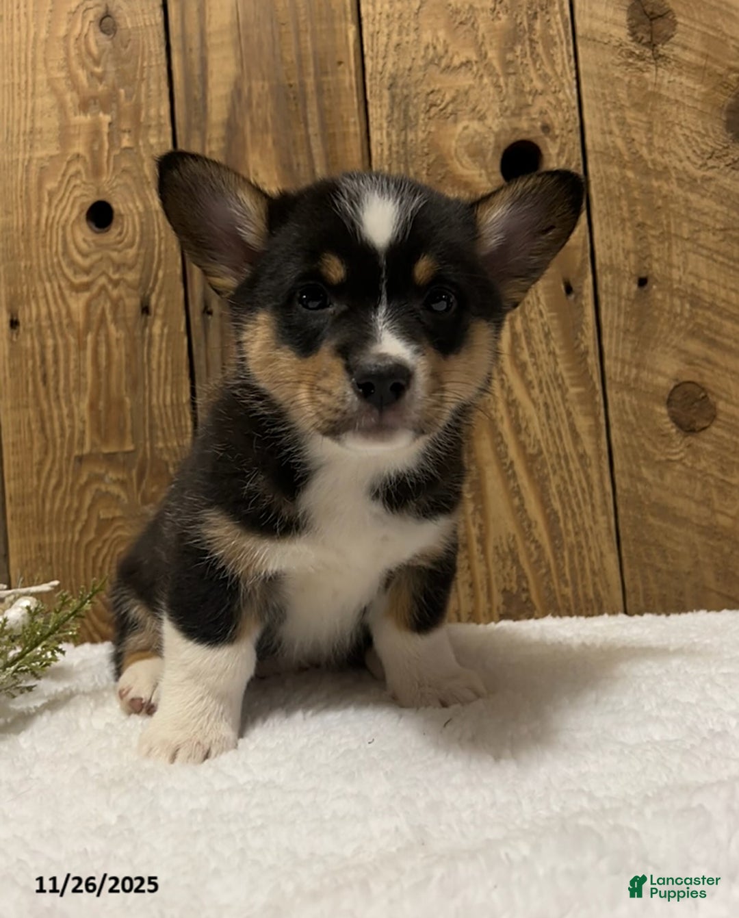 Welsh Corgi Pembroke dogs for sale: Reese - Ad 1
