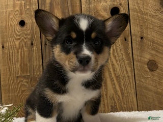 Welsh Corgi Pembroke dogs Reese - Ad 36