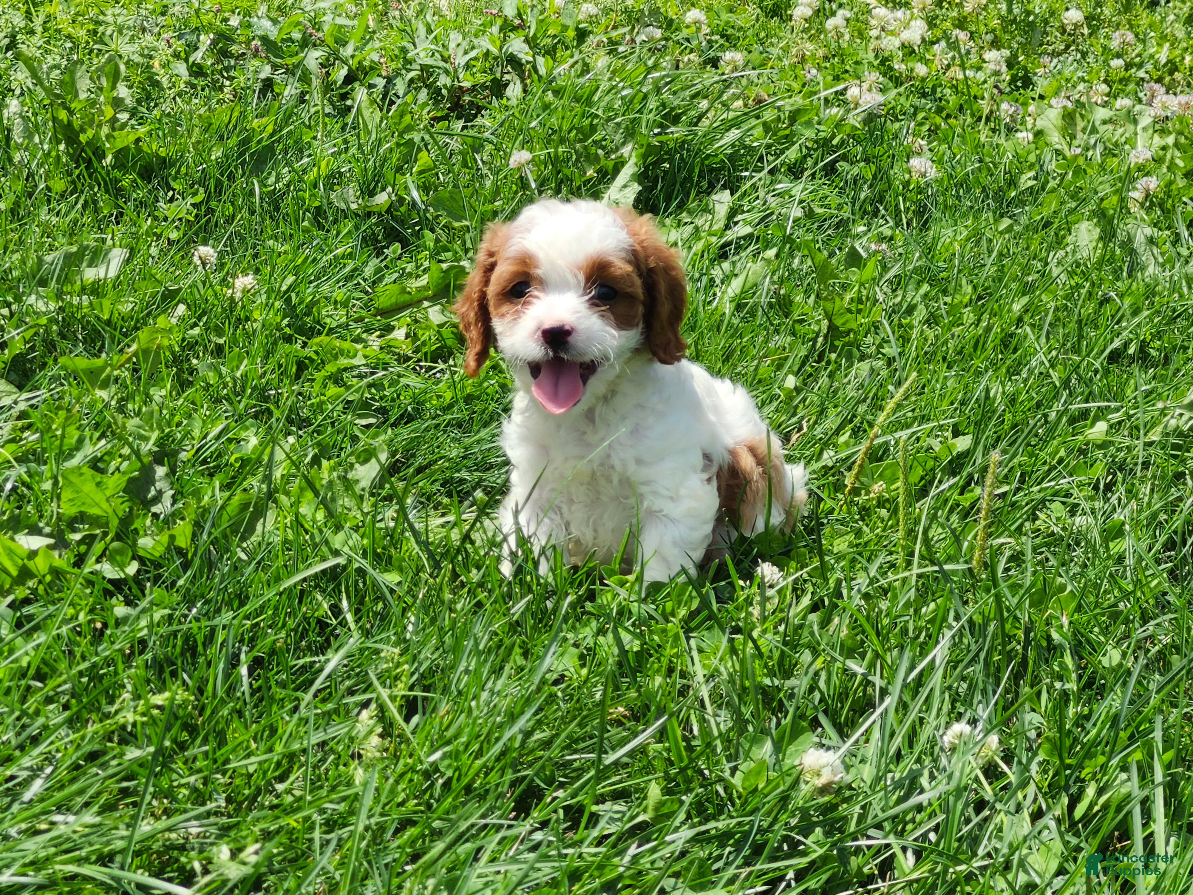 Cavapoo dogs Ralph  - Ad 2