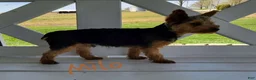 Yorkshire Terrier dogs for sale: Buddy - Ad 6