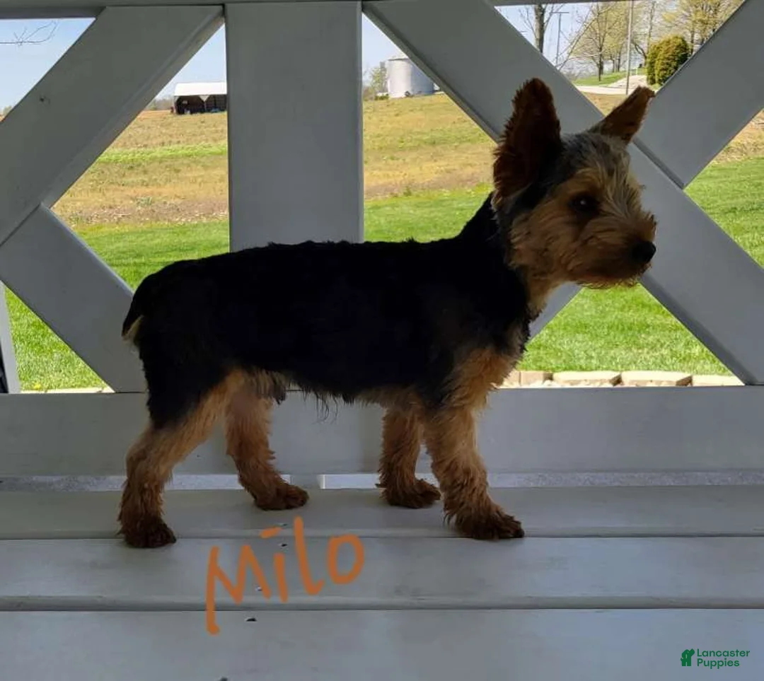 Yorkshire Terrier dogs for sale: Buddy - Ad 6
