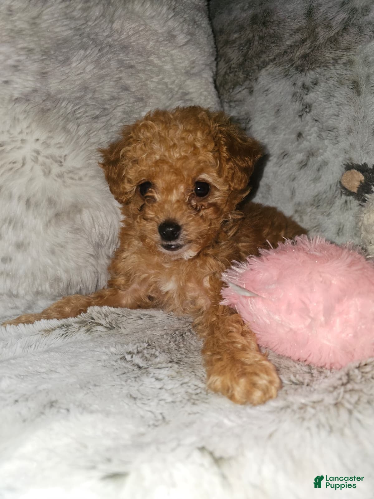 Toy Poodle dogs Feona- AKC Genetically tested Parents - Ad 33