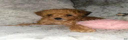 Toy Poodle dogs for sale: Tiny Ziggy- AKC POTTY & CRATE  TRAINED GENETICALLY HEALTH TESTED PARENTS - Ad 15