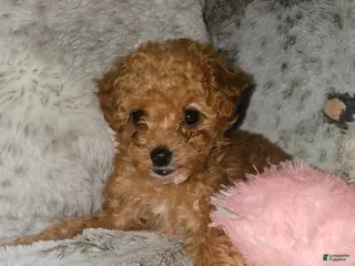 Toy Poodle dogs Feona- POTTY TRAINED_ AKC Genetically tested Parents - Ad 15