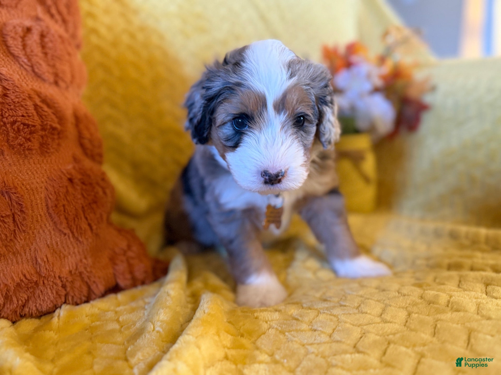 Mixed Breed dogs Gaston - Ad 11