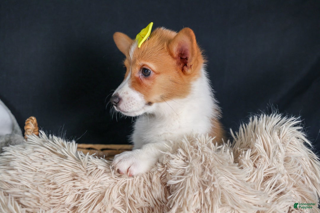 Welsh Corgi Pembroke dogs for sale: Izzy - Ad 15