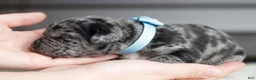 Cane Corso dogs for sale: Candy Coated Blueberry: North American Mastiff  - Ad 2