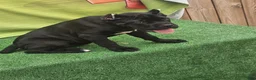 Cane Corso dogs for sale: MELLO - Ad 25
