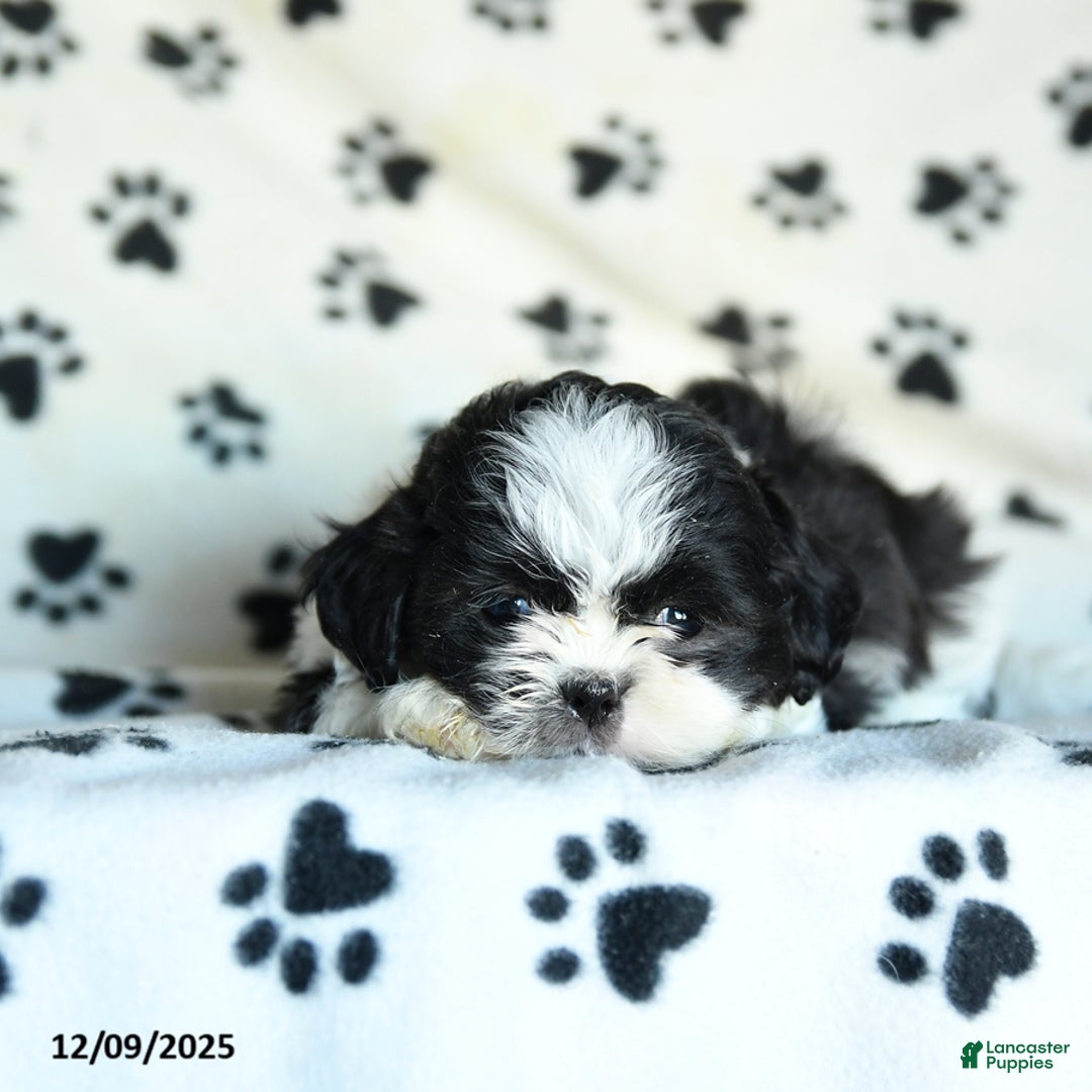 Shih Tzu dogs for sale: Nacho - Ad 3