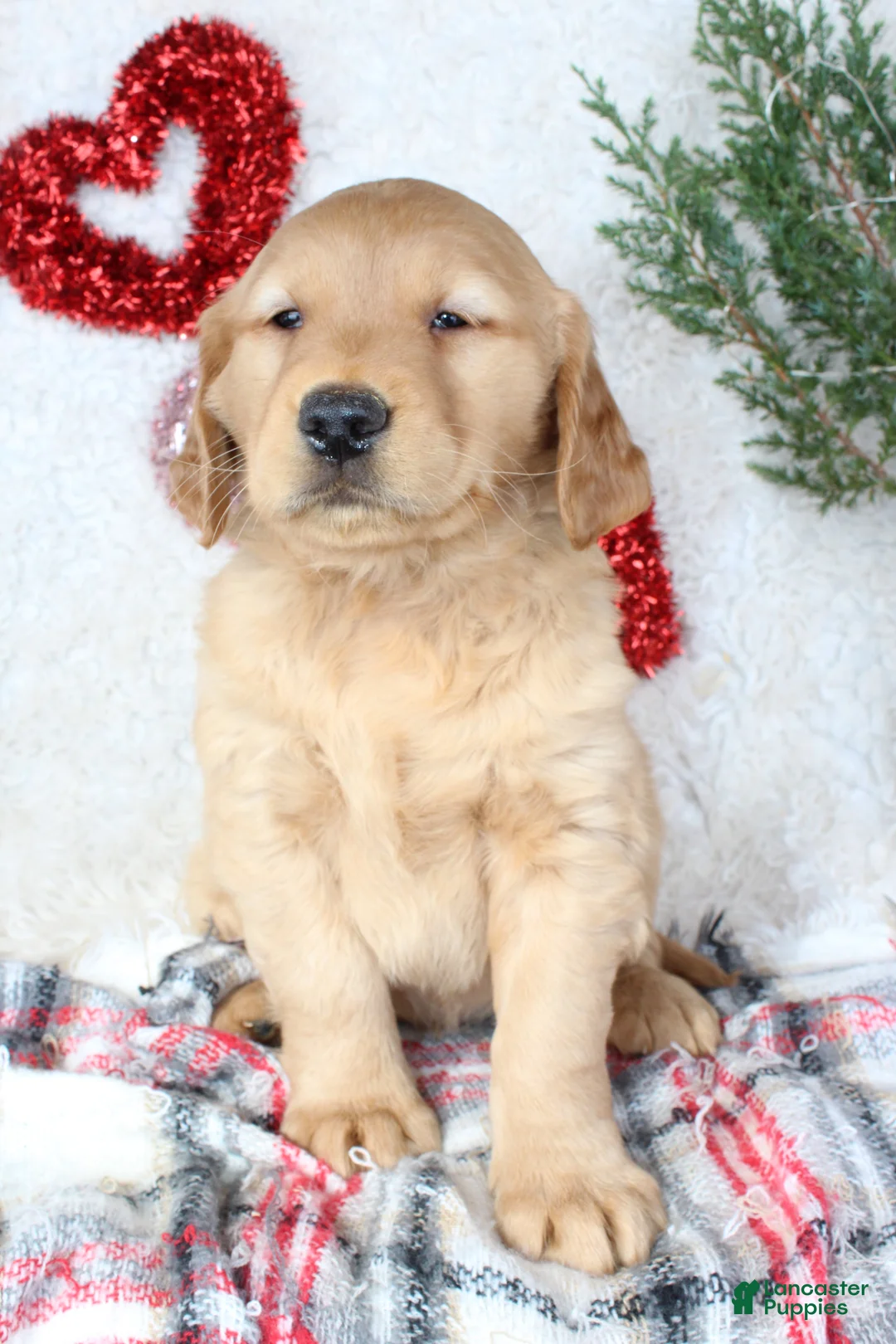 Golden Retriever dogs for sale: Mickey - Ad 4