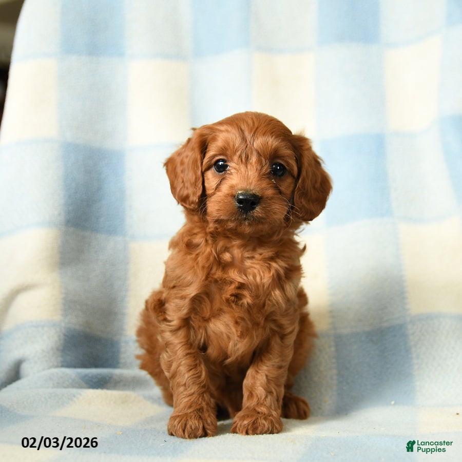 Cavapoo dogs Chili - Ad 4