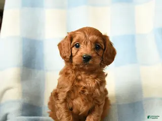 Cavapoo dogs Chili - Ad 4