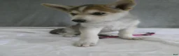 Gerberian Shepsky dogs for sale: Shadow - Ad 7