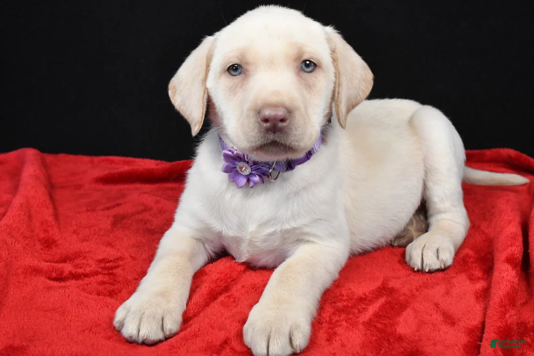 Labrador Retriever dogs for sale: Rita - Ad 1