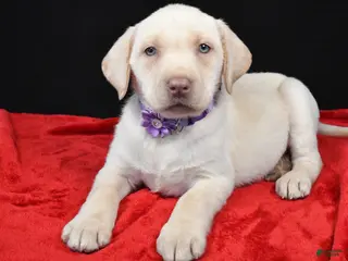 Labrador Retriever dogs Rita - Ad 13