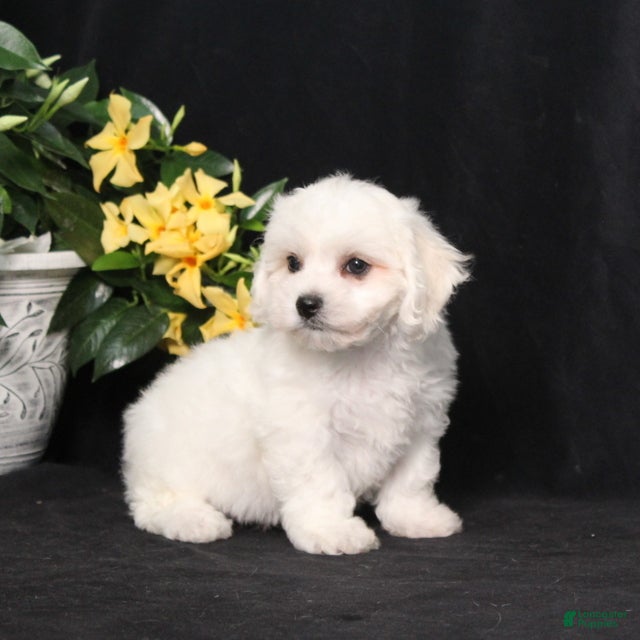 Bichon Frise dogs Lassie - Ad 2