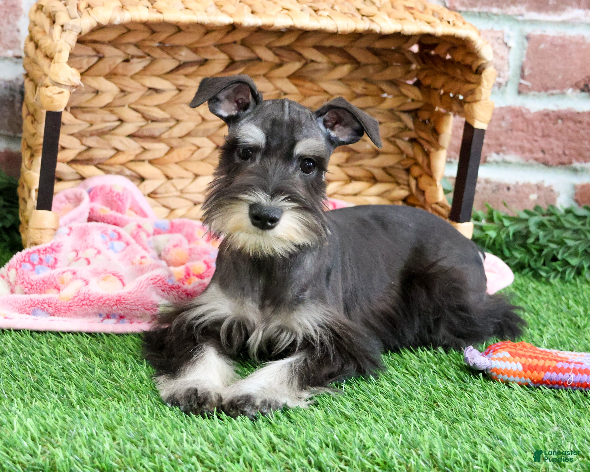 Miniature Schnauzer dogs Rita - Ad 37