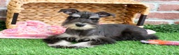 Miniature Schnauzer dogs for sale: Rita - Ad 1