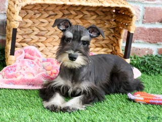 Miniature Schnauzer dogs Rita - Ad 34