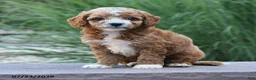 Toy Poodle dogs for sale: Liberty - Ad 4