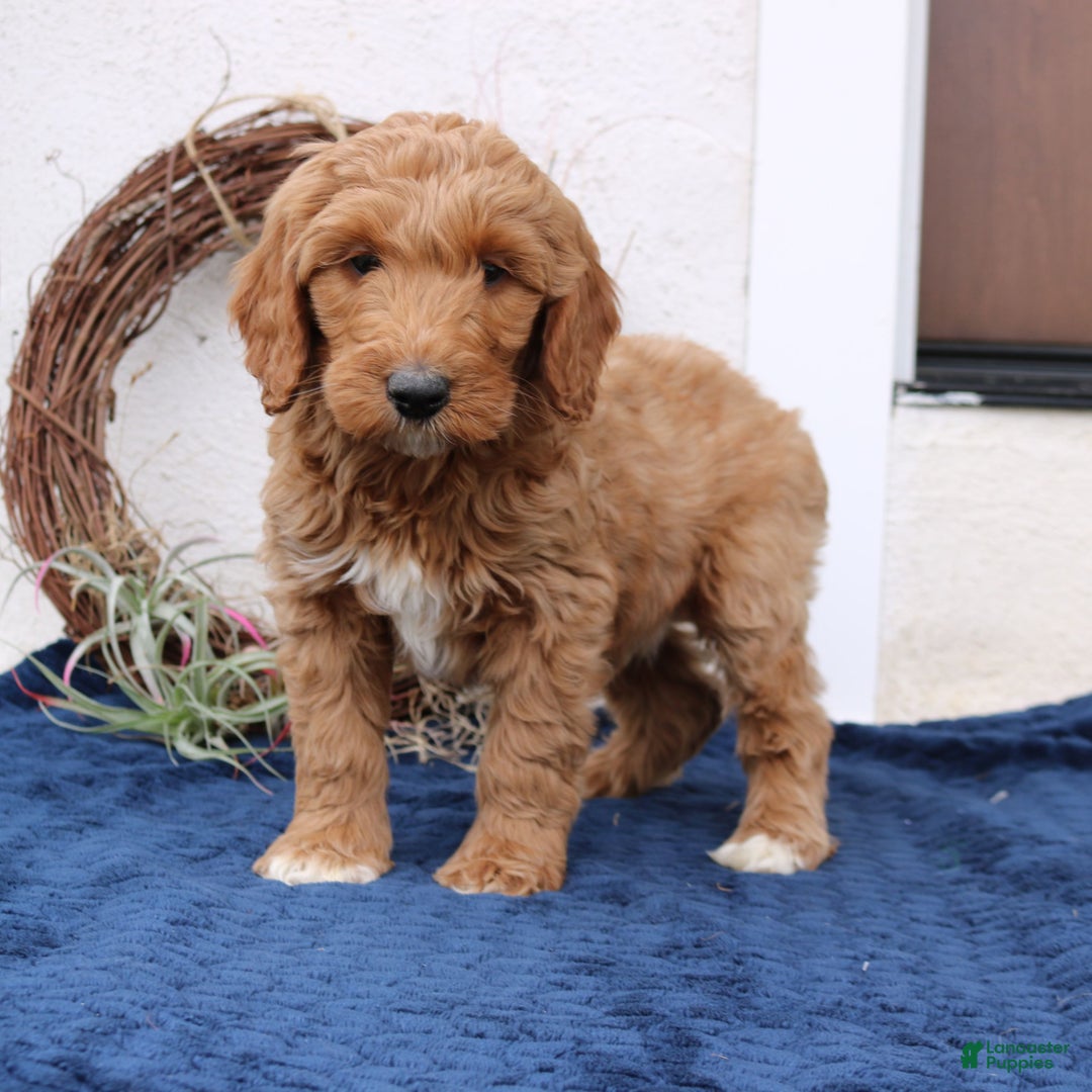 Mini Goldendoodle dogs for sale: Lennon  - Ad 2